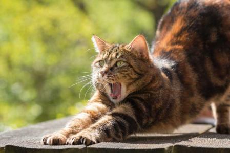 Cat stretching, yawning